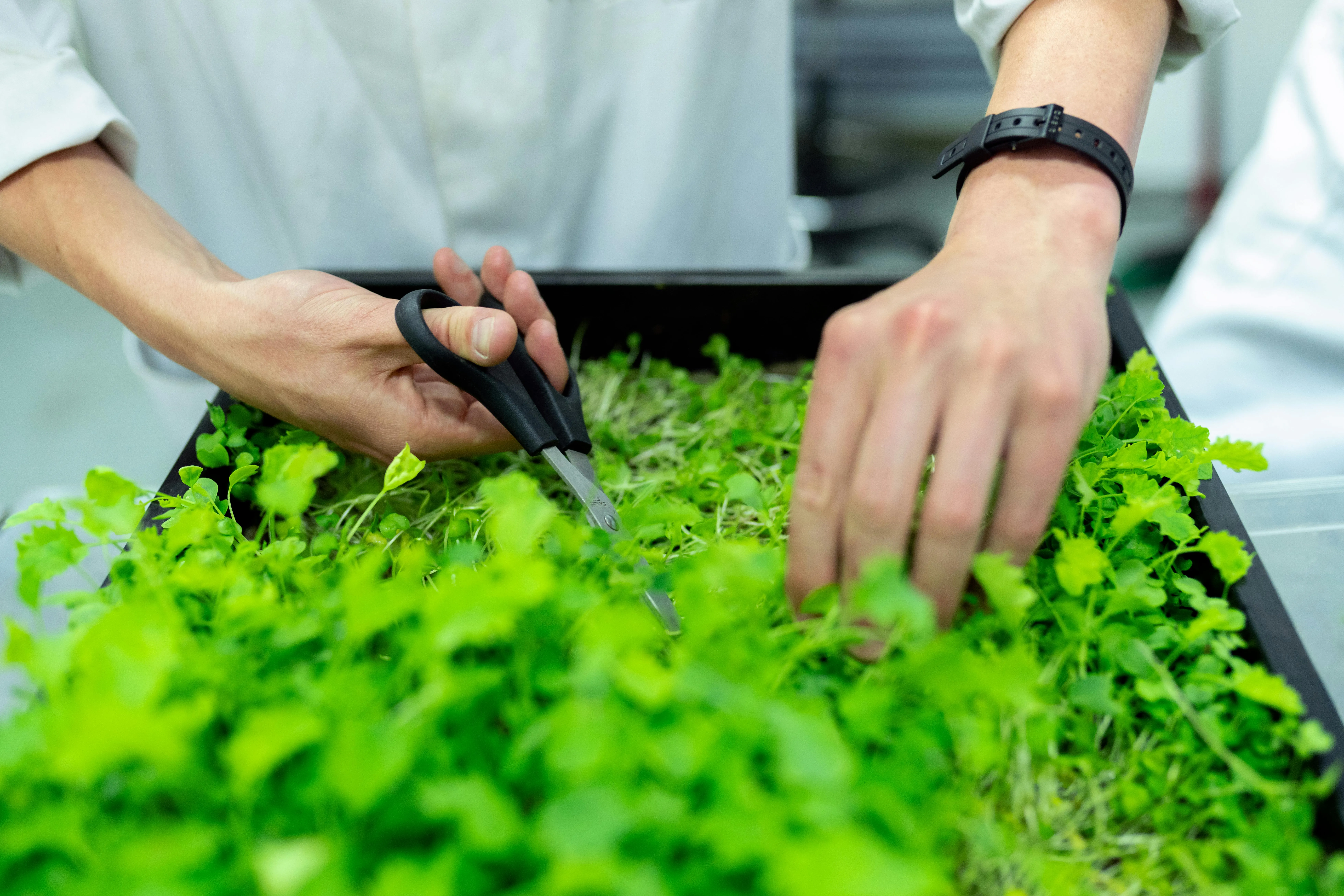 Sustainability Services